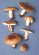 Russula granulata Mushroom