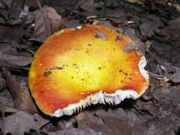 Russula aurea