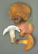 Boletus queletii3 Mushroom