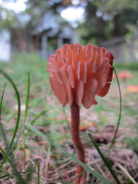 Laccaria laccata