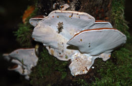 Ischnoderma resinosum5