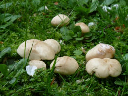 Calocybe gambosa WAS Tricholoma gambosum