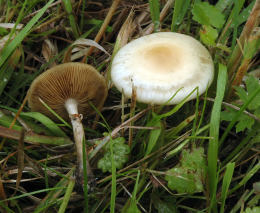 Agrocybe paludosa