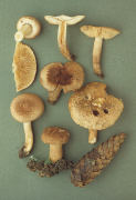 Tricholoma vaccinum2 Mushroom