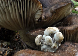 Asterophora parasitica