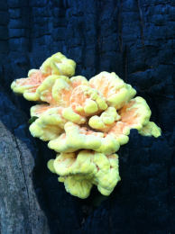 Laetiporus sulphureus   008