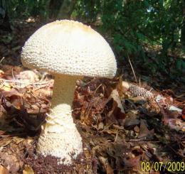 Amanita cokeri3