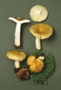 Russula ochroleuca2 Mushroom