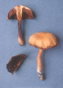 Cortinarius hinnuleus2 Mushroom