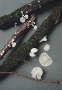 Marasmiellus candidus Mushroom