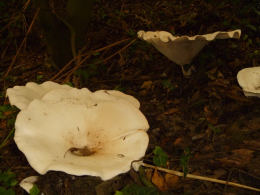 Leucopaxillus giganteus