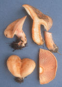 Lactarius deliciosus var deliciosus Mushroom