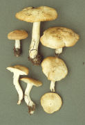 Tricholoma lascivum Mushroom