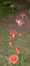 Amanita muscaria 26