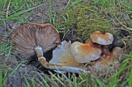 Agrocybe cylindracea2