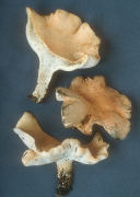 Albatrellus ovinus Mushroom