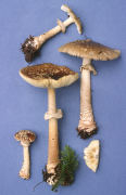 Amanita franchetti3 Mushroom