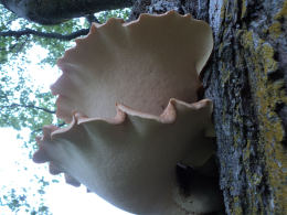 Polyporus squamosus 8