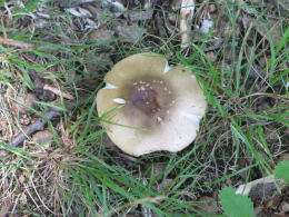 Amanita brunnescens