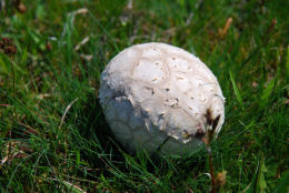 Calvatia utriformisF.jpg