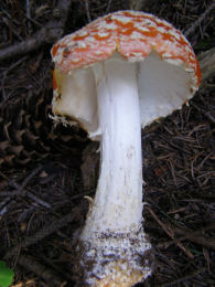 Amanita muscaria 26