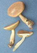 Boletus affinis5 Mushroom
