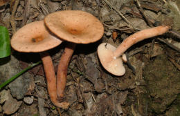 Lactarius tabidus