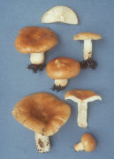 Russula granulata2 Mushroom