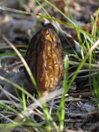 Morchella elator var typicaCHECK