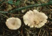 Lactarius pyrogalusF Mushroom