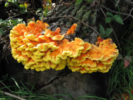 Laetiporus sulphureus   008