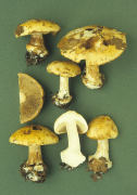 Cortinarius osmophorus Mushroom