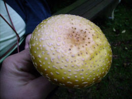 Amanita frostiana2