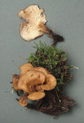 Lentinellus cochleatus 2 Mushroom