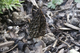 Morchella elator var typicaCHECK