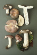 Russula cyanoxantha 2 Mushroom