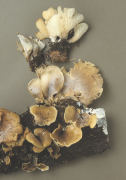 Hohenbuehelia geogenia Mushroom
