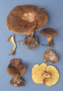 Boletinellus merulioides Mushroom