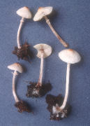 Lepiota cristata Mushroom