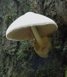 Volvariella bombycina76 Mushroom