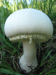 Agaricus macrosporus