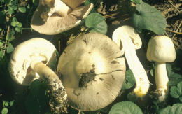 Agaricus xanthodermus6.jpg