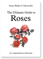 The Ultimate Guide to Roses