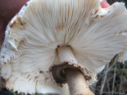 Macrolepiota rhacodes