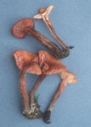 Laccaria proxima Mushroom