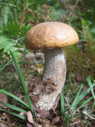 Leccinum versipelle 33