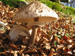 Lepiota procera4