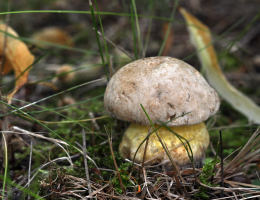 Boletus albidus 8