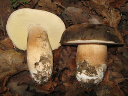 Boletus aereus 001