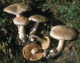 Entoloma sinuatum